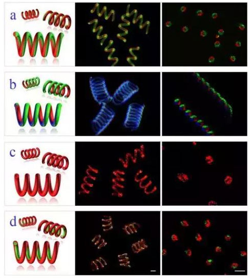 微流控光刻仿生螺旋微型馬達