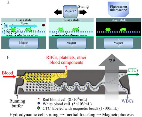  (a)尺寸過濾+免疫磁力分選[50]和(b)確定性側(cè)向偏移+慣性+磁性分選多級分選結(jié)構(gòu)