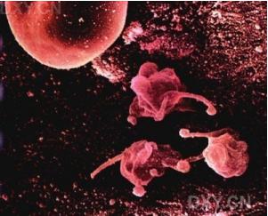 用于組織細胞培養(yǎng)的常規(guī)實驗室設備