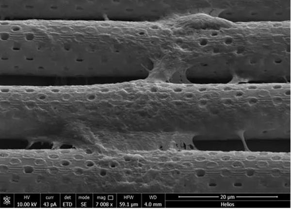 生物流體3D打印血腦屏障 生物流體3D打印血腦屏障