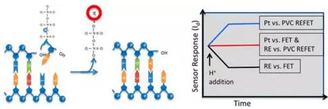 聚合酶鏈式反應（PCR）