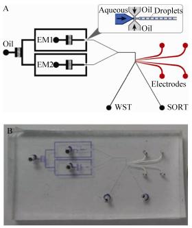 圖2微流控芯片設計示意圖(A)及實物圖(B) 圖2微流控芯片設計示意圖(A)及實物圖(B)