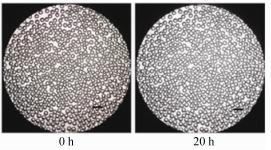 圖5微液滴穩定性