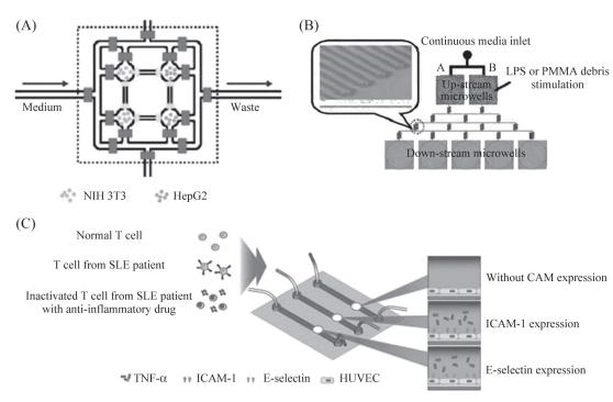 圖7細胞間相互作用研究示意圖 圖7細胞間相互作用研究示意圖