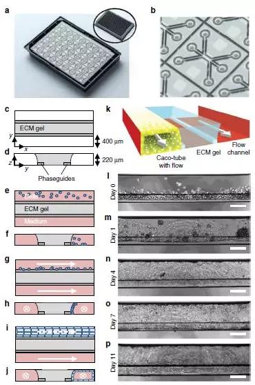 圖1展示了OrganoPlate平臺