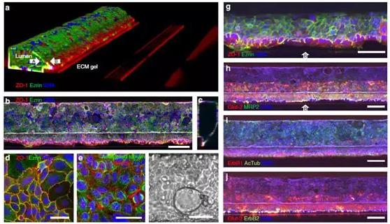 圖2a展示了腸道管的共焦熒光顯微照片的三維重建