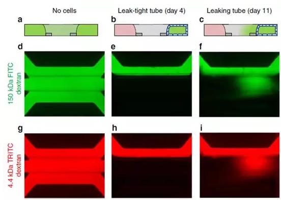 Caco-2管的屏障功能通過在管腔中灌注有熒光探針的培養(yǎng)基來評估