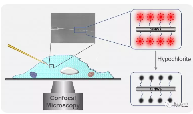 單根硅納米線熒光傳感器實現(xiàn)單細胞中內(nèi)源性次氯酸的檢測