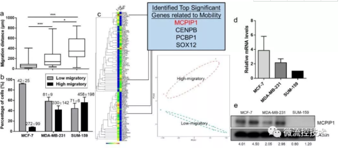 圖 2 低遷移能力的乳腺癌細胞呈現(xiàn)MCPIP1高表達