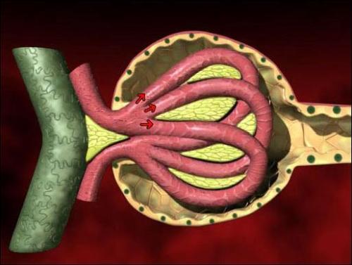 美國科學(xué)家開發(fā)出芯片上的腎小球 功能足以以假亂真