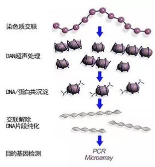 ChIP-seq技術簡介