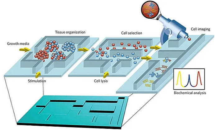微流控芯片生物分析示意圖。圖片來源：Nature 